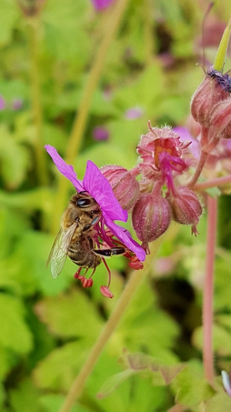 Geranium macrorrhizum - (Balkan-Storchschnabel),
